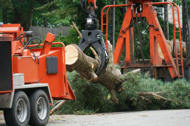 Fort Davis, TX Tree Services Company